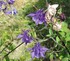 Quelques fleurs de mon jardin 