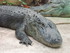 Zoo de Beauval - L'alligator du Mississi