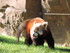 Zoo De Beauval - Le Panda Roux .