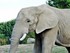 Les éléphants Du Zoo  Parc De Beauval .