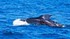 Islande -La chasse à la baleine va repre