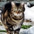 Mes Chats Dans La Neige Au Jardin Le 30