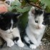 Les petits chatons