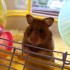 souris&hamster