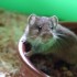 souris&hamster