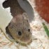 souris&hamster
