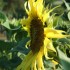allergique/ Le tournesol
