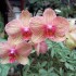 photos de mes Orchidées et in