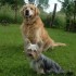 les chiens dans la famille