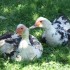 les canards et les cygnes