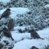 les oiseaux aux bien froid et 