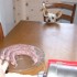 saucisses et saucissons