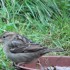 mes oiseaux dans le jardin