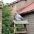 l'histoire de coco le pigeon v