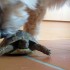 Arobase la petite tortue