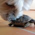 Arobase la petite tortue
