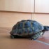 Arobase la petite tortue