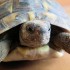Arobase la petite tortue