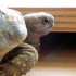 Arobase la petite tortue