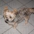 Mon chien Gaufrette