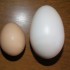 L'oeuf d'oie.