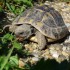 La tortue