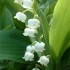le muguet