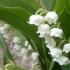 le muguet