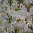 le lilas blanc