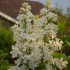 le lilas blanc