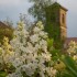 le lilas blanc