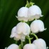 le muguet du 1er mai