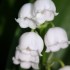 le muguet du 1er mai