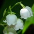 le muguet du 1er mai