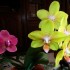 Orchidées