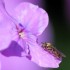 les insectes de mon jardin