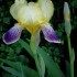 mes Iris
