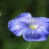 fleurs de lin