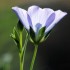 fleurs de lin