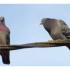 Les pigeons