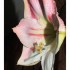 l'amaryllis