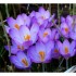 Les crocus dans mon jardin.