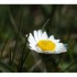 Pâquerette.