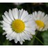 Pâquerette Bellis perennis