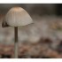 Un champignon