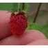 Les fraises des bois