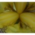 L'iris de mon jardin
