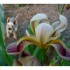 L'iris de mon jardin