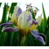 L'iris de mon jardin