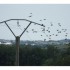 le poteau aux oiseaux